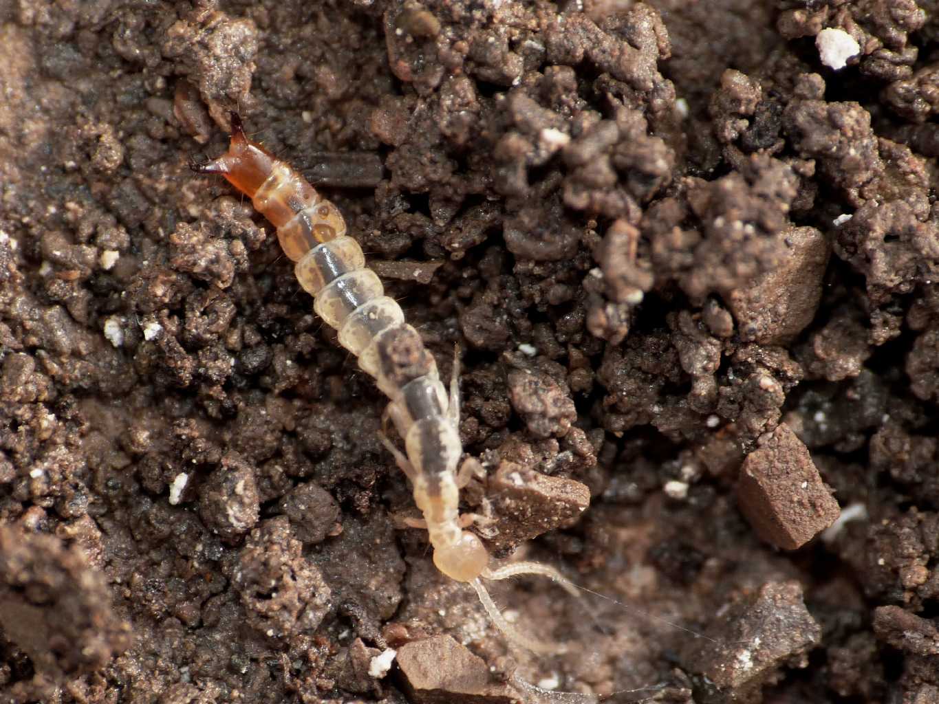 Dipluro Japygidae:  Japix sp. - Tolfa (RM)